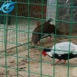 果树圈地养鸡围网，散养鸡围网