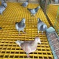 迅鹰  玻璃钢地网格栅养殖漏粪板西安鸽舍地网塑料篦子